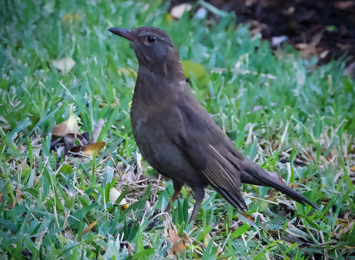 Eurasian Blackbird - ML587724281