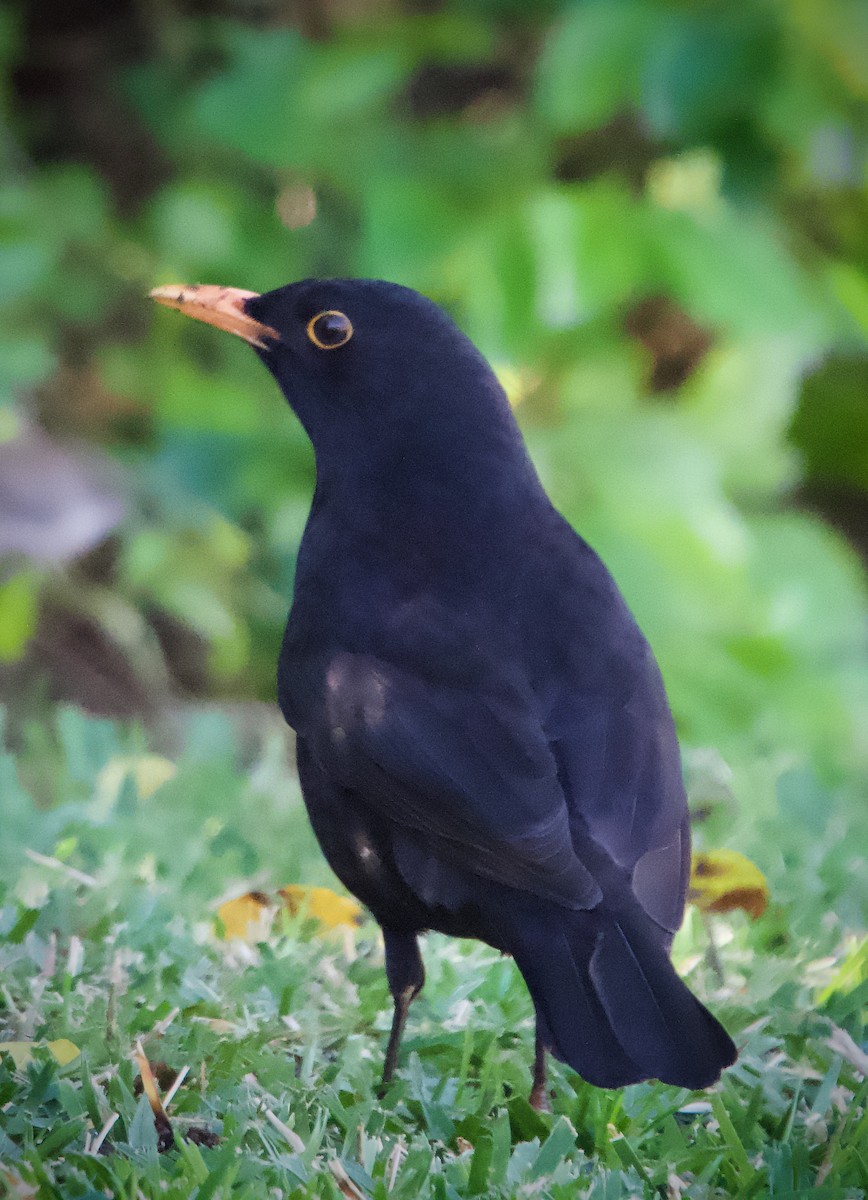 Eurasian Blackbird - ML587724291