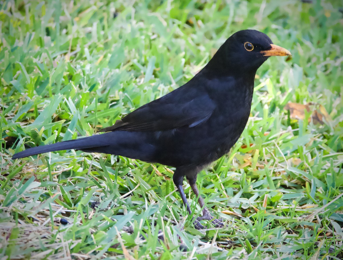 Eurasian Blackbird - ML587724301