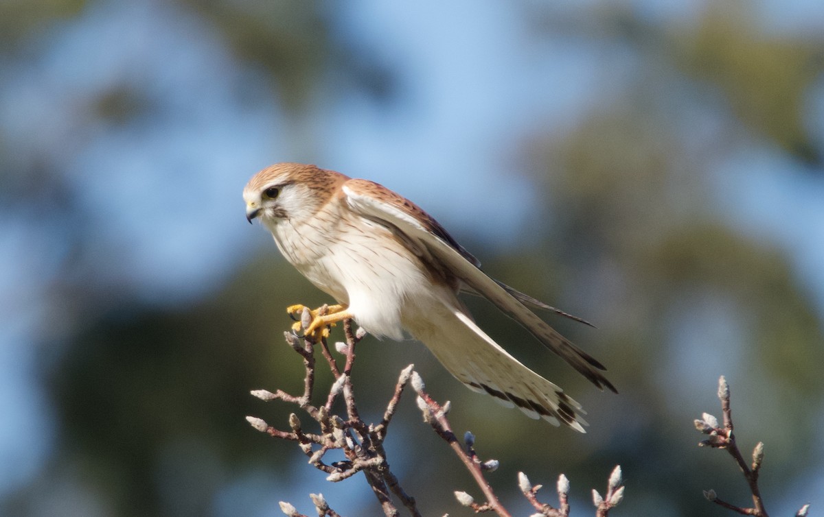 Nankeen Kestrel - ML587724321