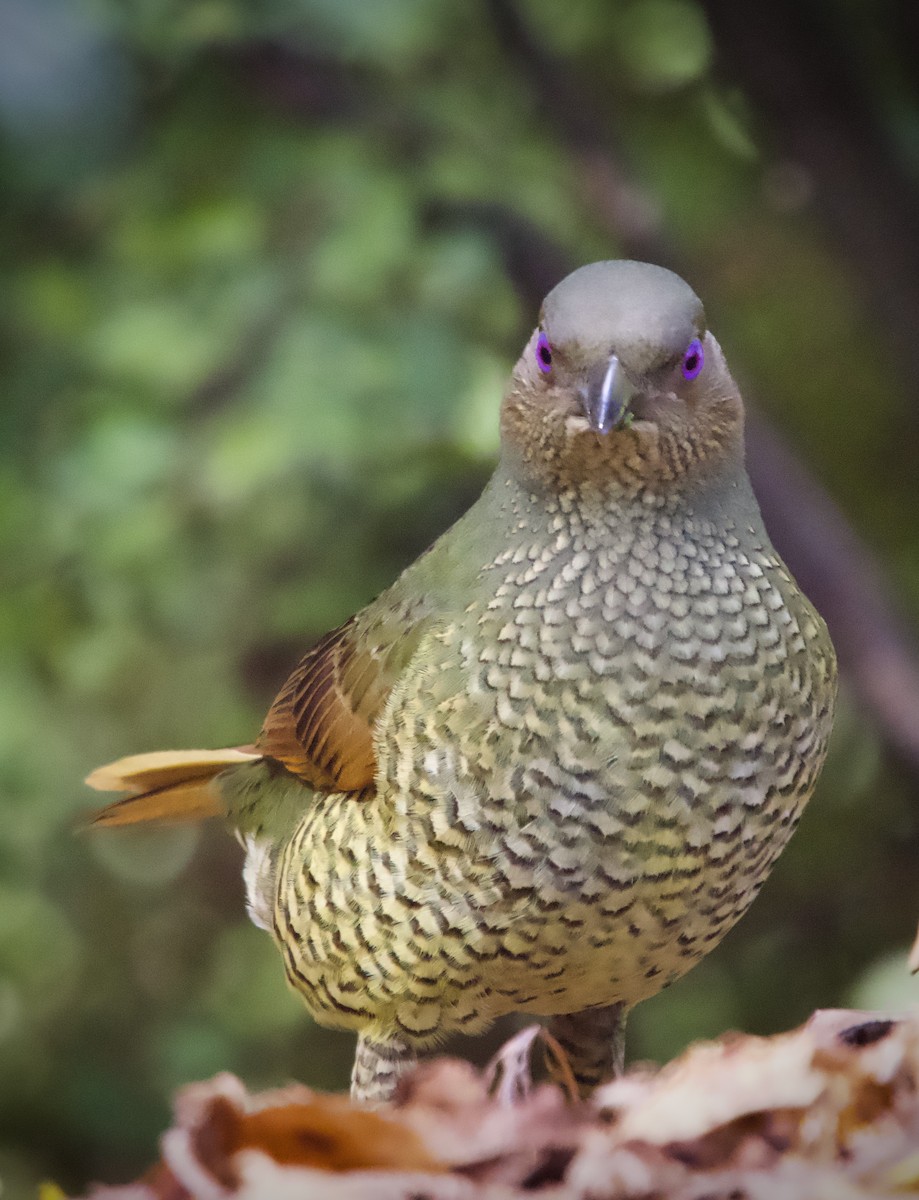 Satin Bowerbird - ML587724351