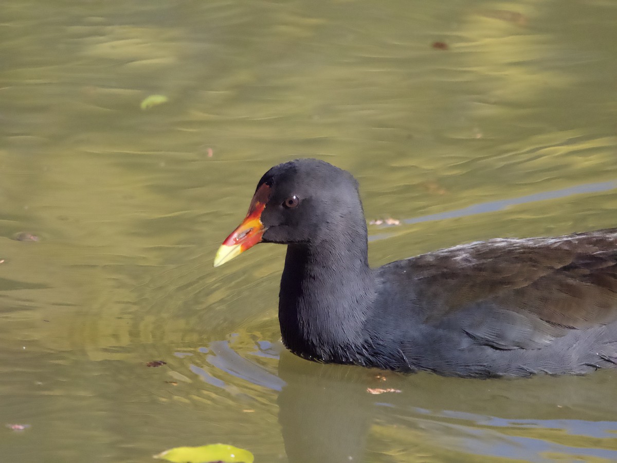 Dusky Moorhen - ML587724411