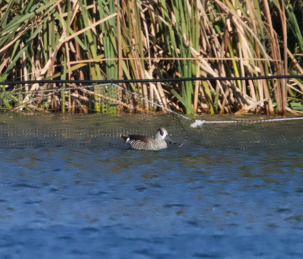 Pink-eared Duck - ML587724431