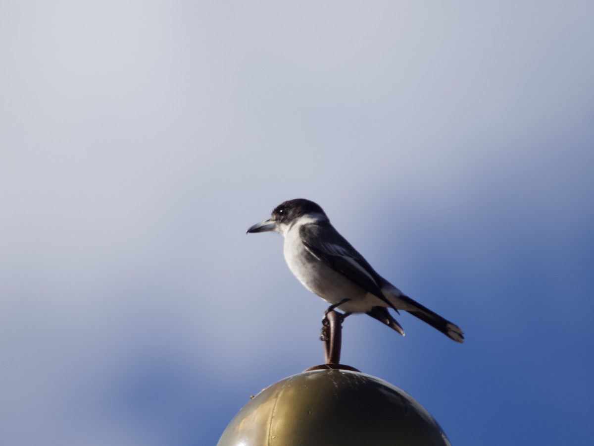 Gray Butcherbird - ML587724441