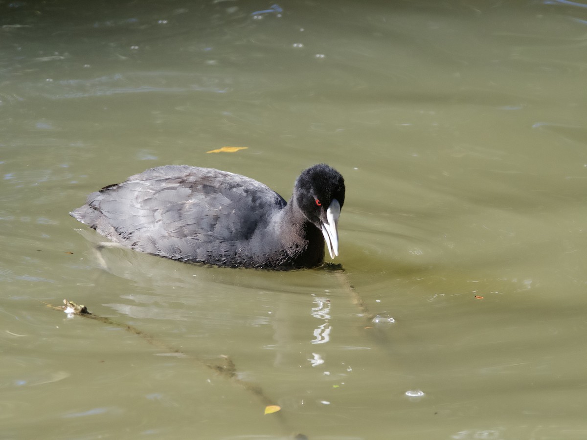 Eurasian Coot - ML587724461