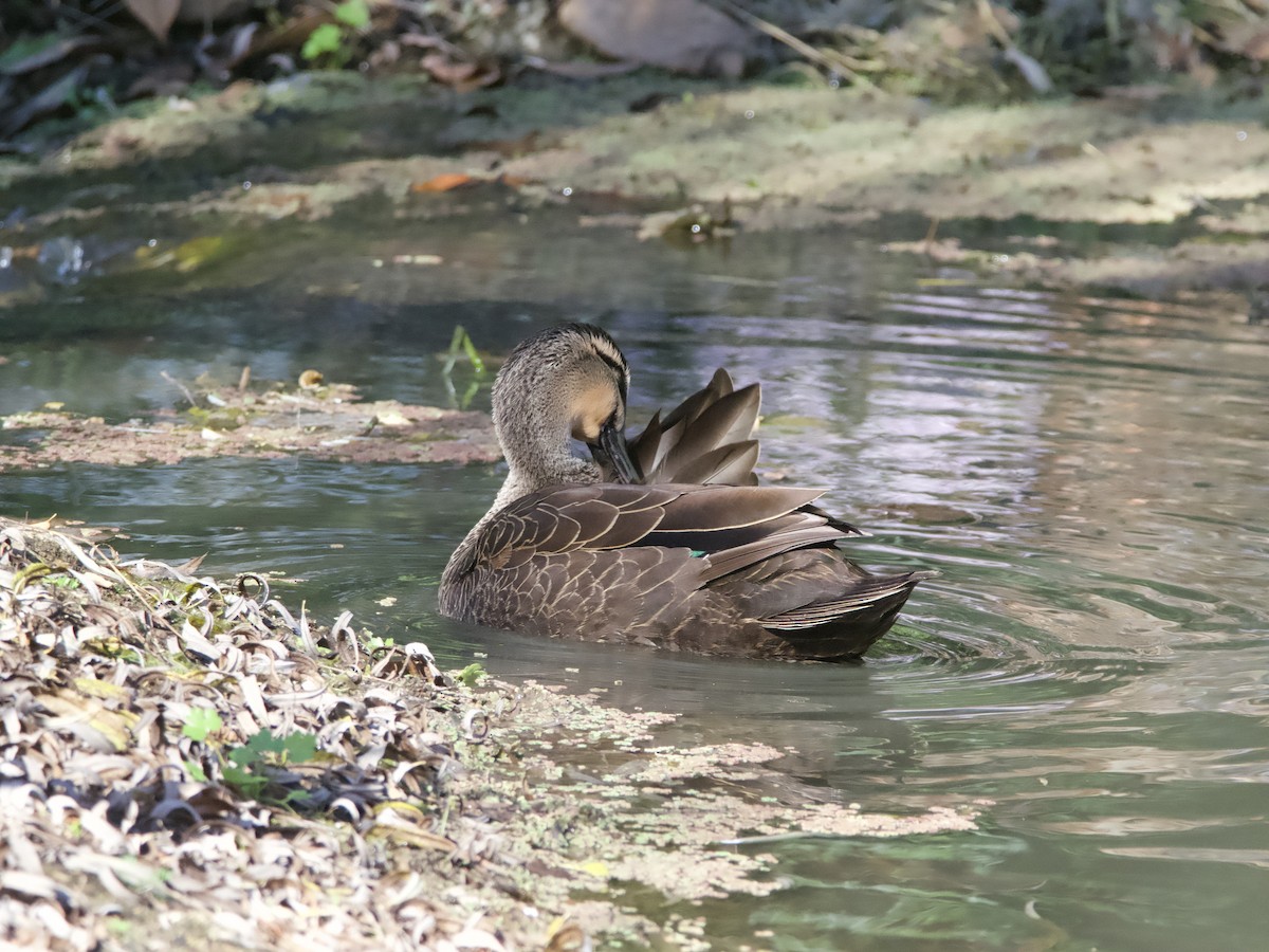 Pacific Black Duck - ML587724471