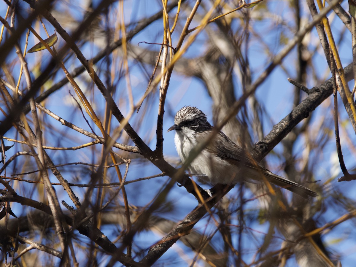 Striped Honeyeater - ML587724481