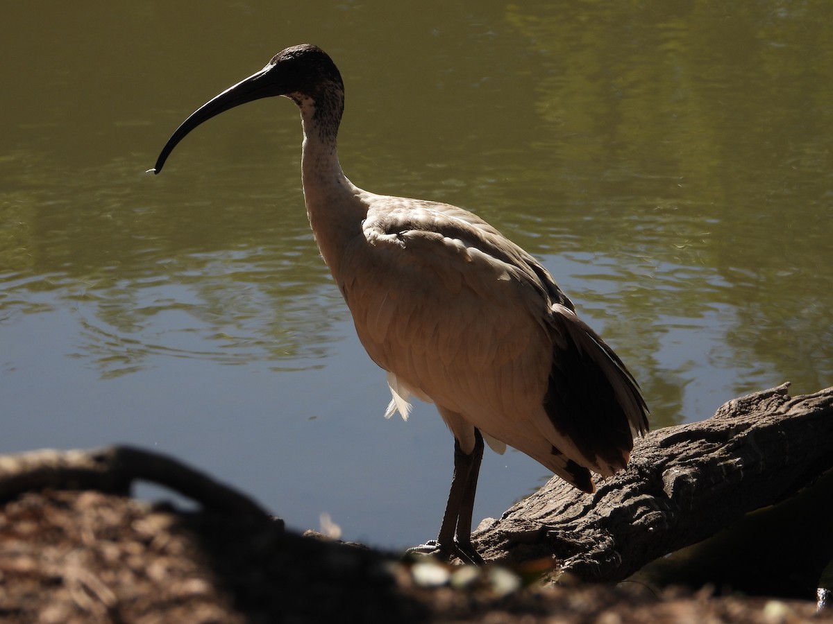 ibis australský - ML587724841