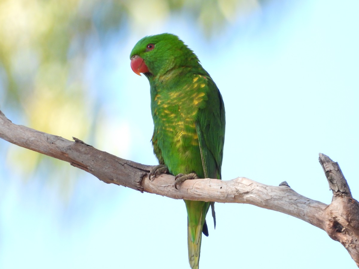 Scaly-breasted Lorikeet - ML587725641