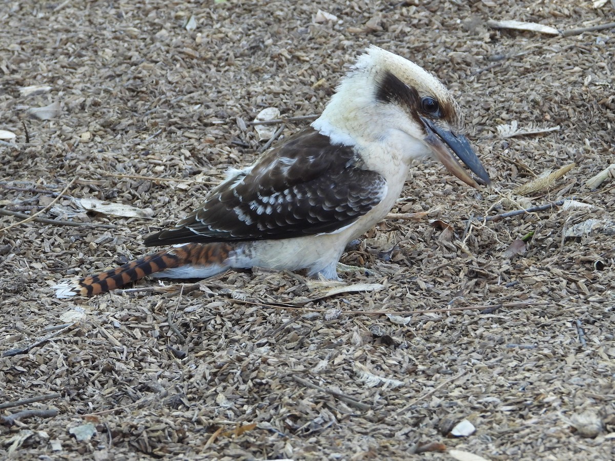 Laughing Kookaburra - ML587725711