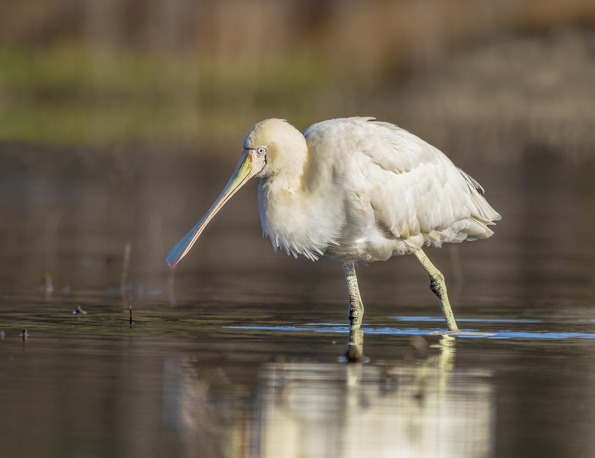 Yellow-billed Spoonbill - ML587726541