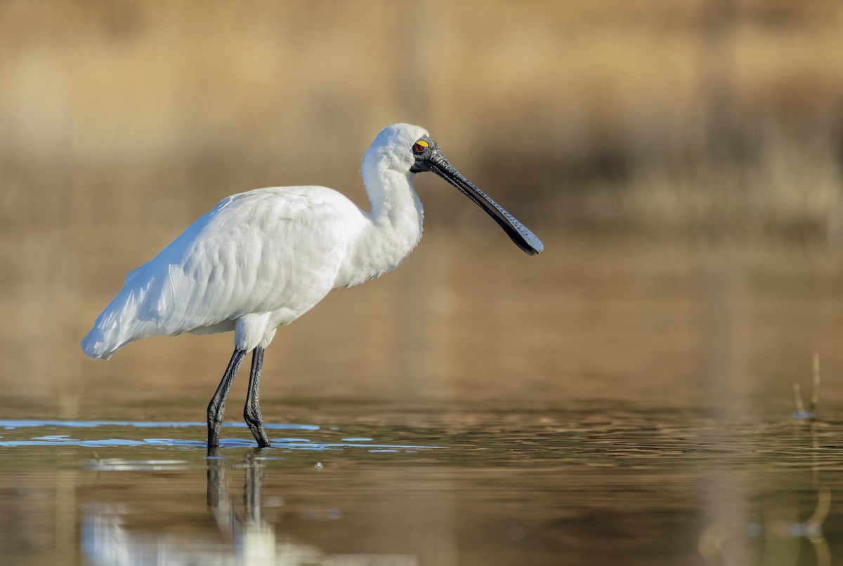 Royal Spoonbill - ML587726571