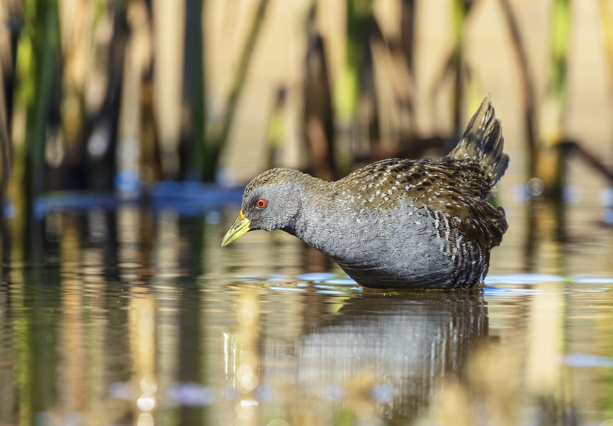 Australian Crake - ML587726611