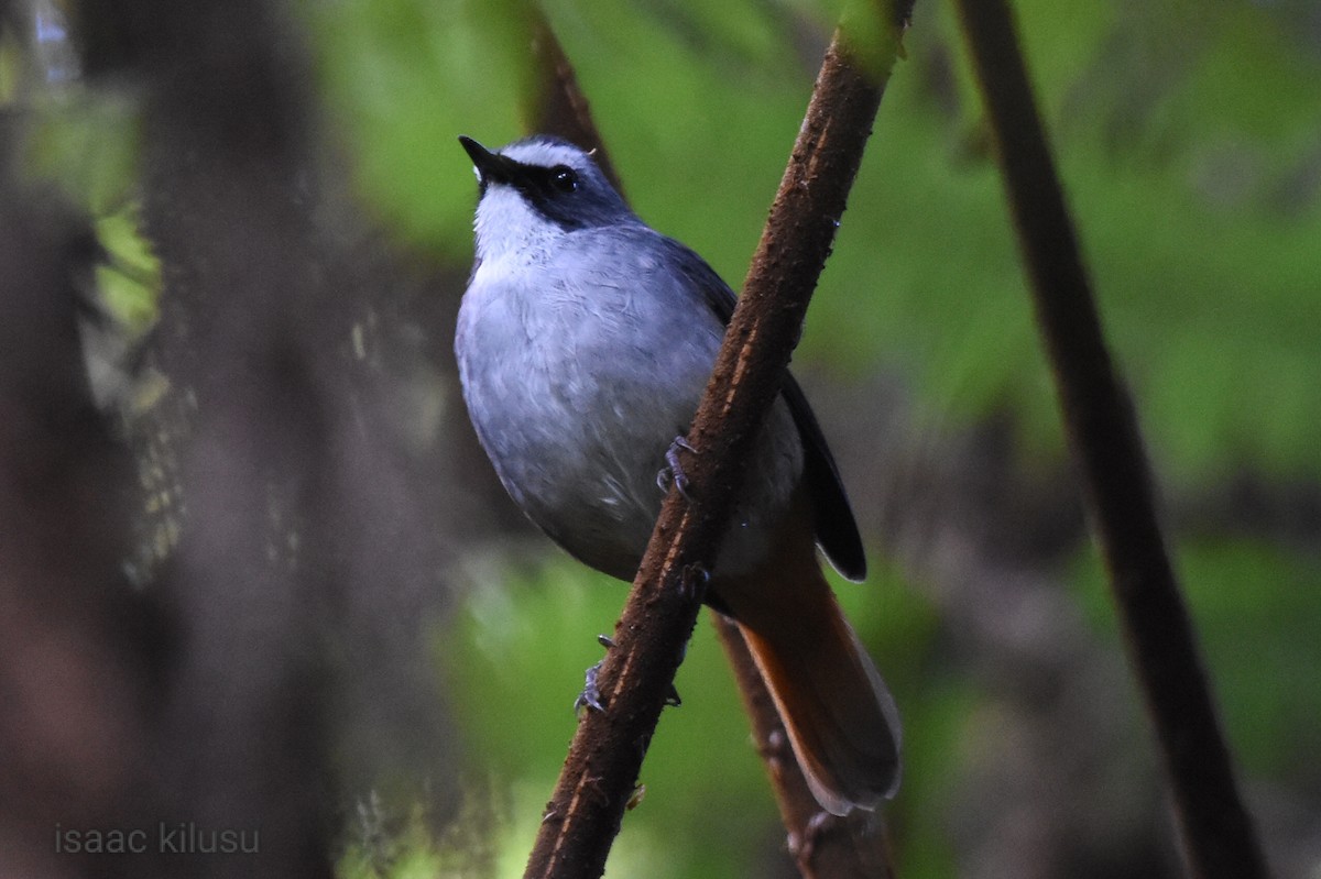 Olive-flanked Robin-Chat - ML587728201