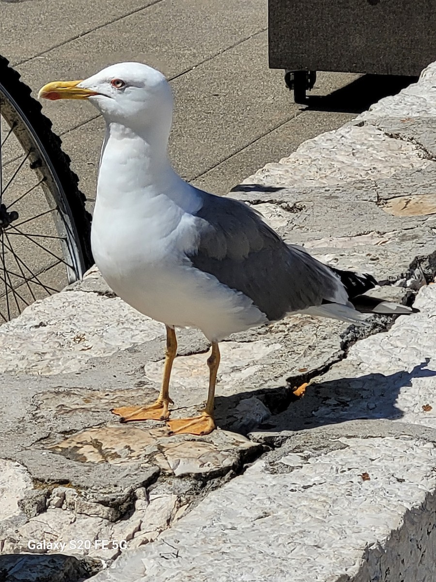 Yellow-legged Gull - Wayne Covington