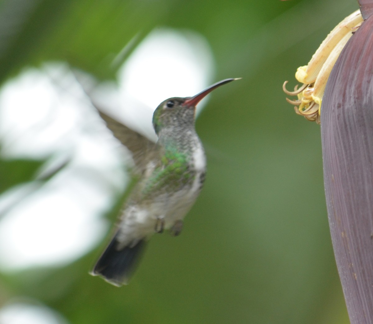 Glittering-throated Emerald - ML58773051