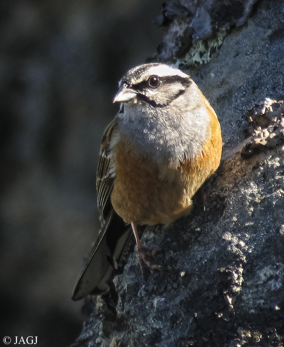 Rock Bunting - ML587730551