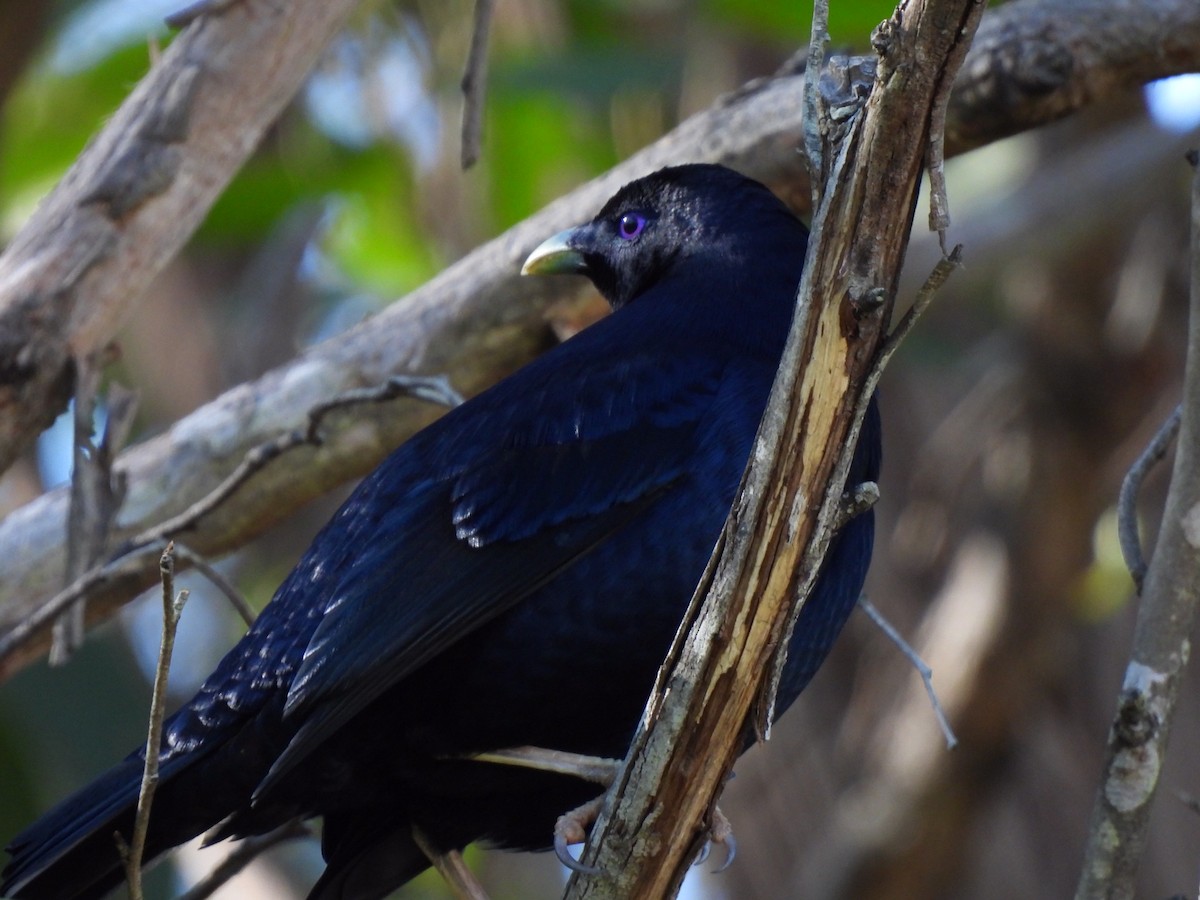 Satin Bowerbird - ML587730601