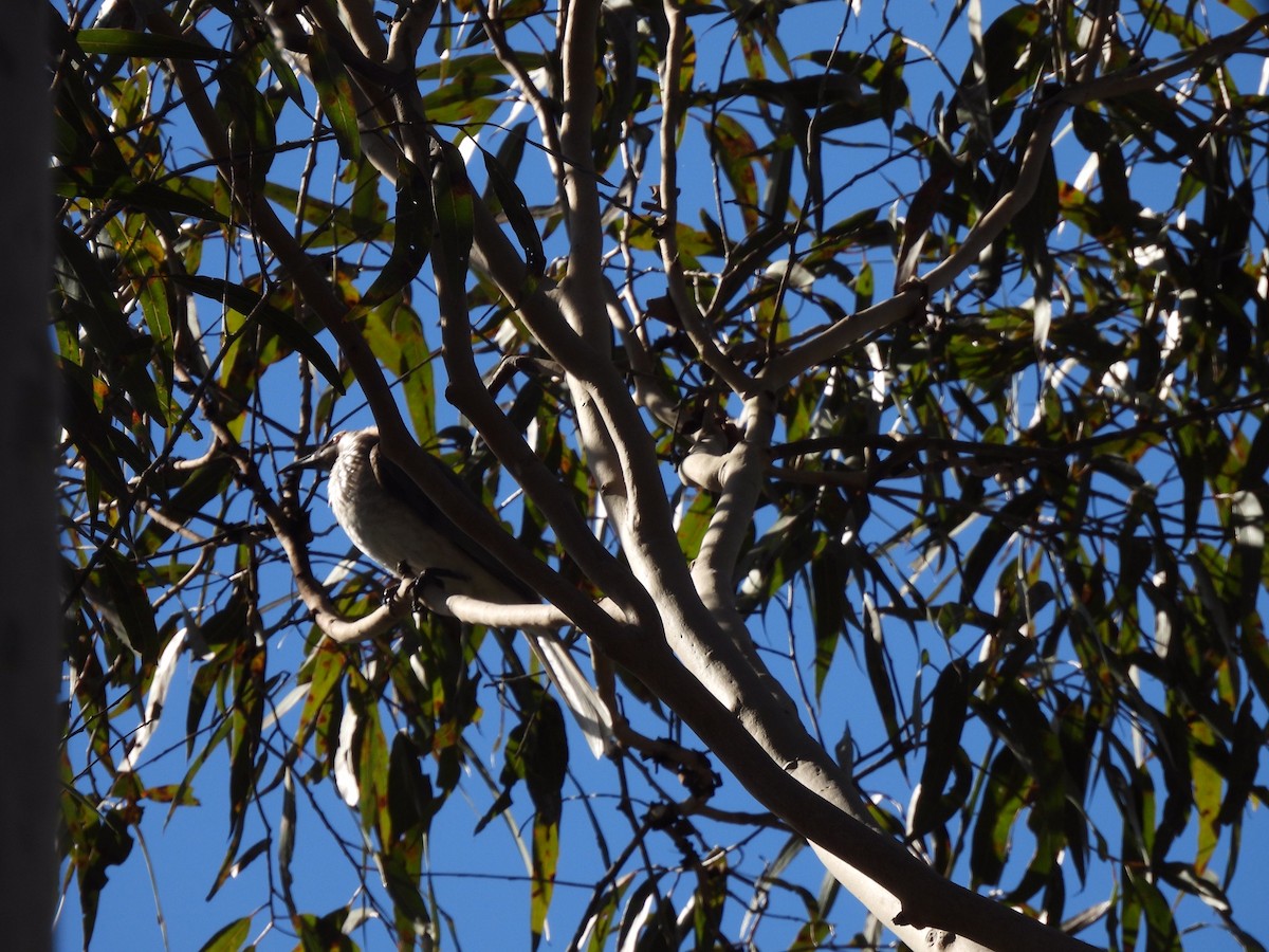 Noisy Friarbird - ML587730671