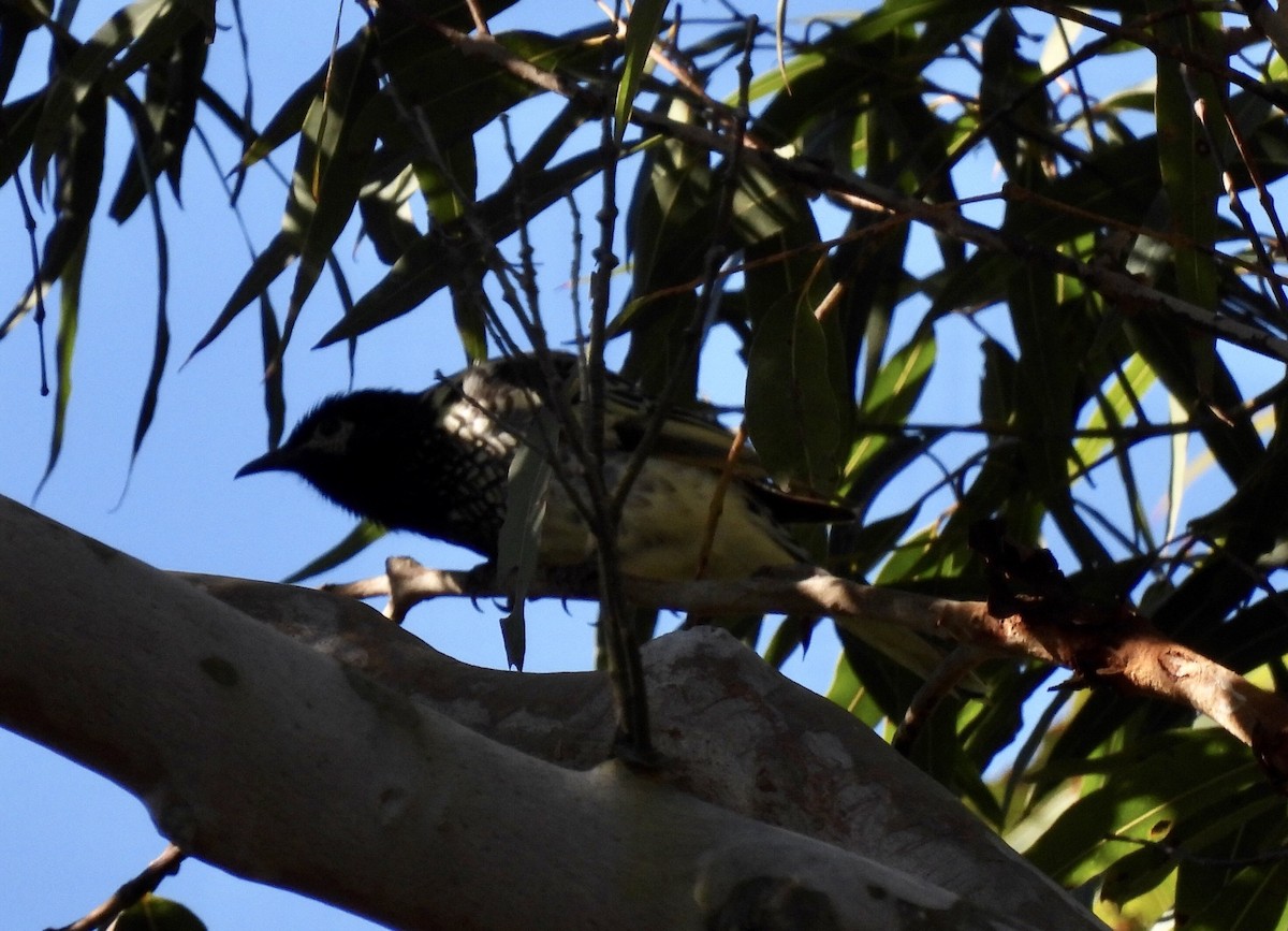 Regent Honeyeater - ML587730711