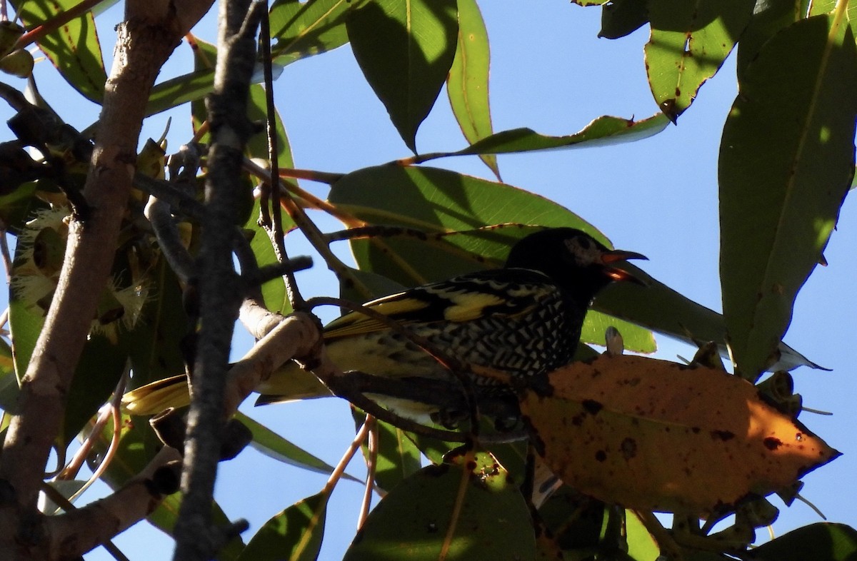 Regent Honeyeater - ML587730721