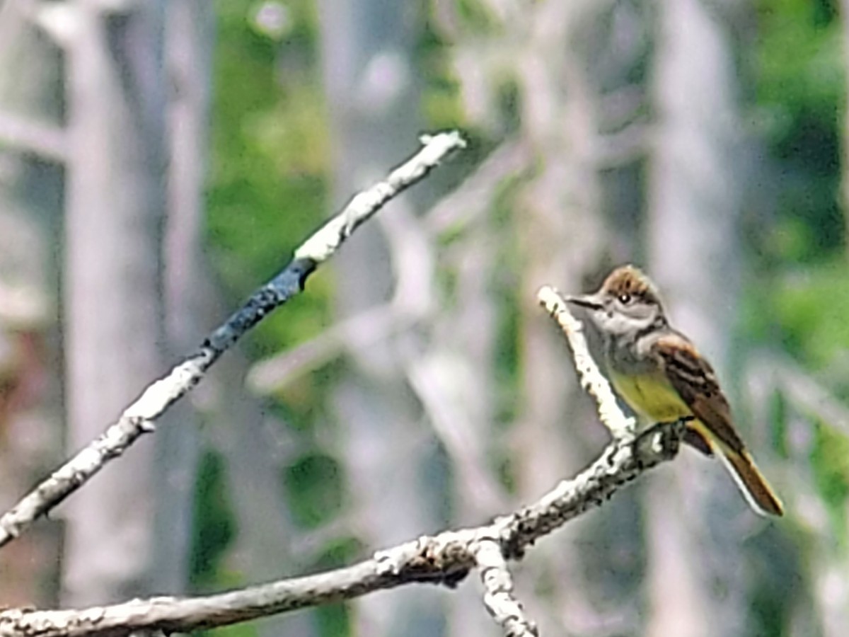 Great Crested Flycatcher - ML587730821