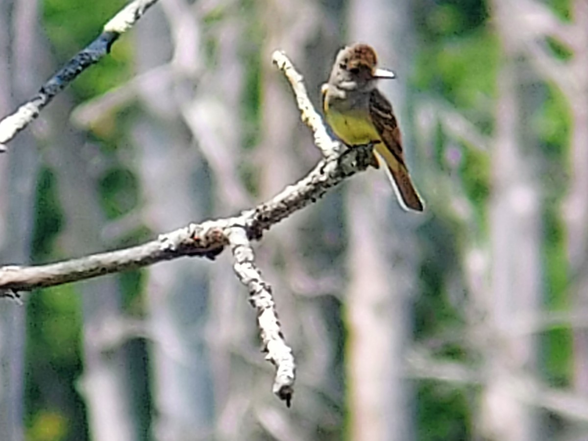 Great Crested Flycatcher - Frank Bowrys