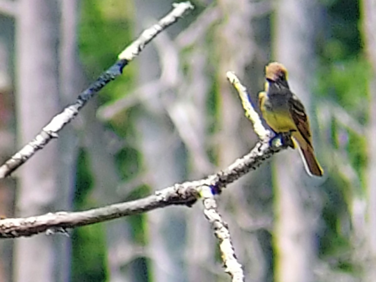 Great Crested Flycatcher - ML587730881