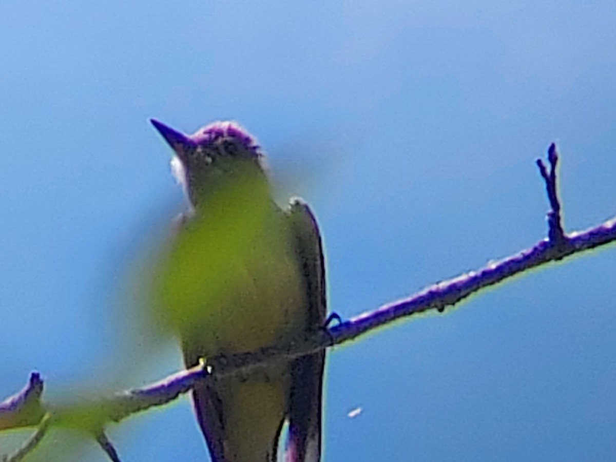 Great Crested Flycatcher - ML587730931