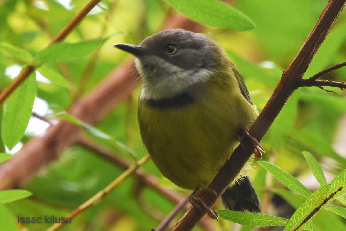 Apalis Acollarado - ML587731301