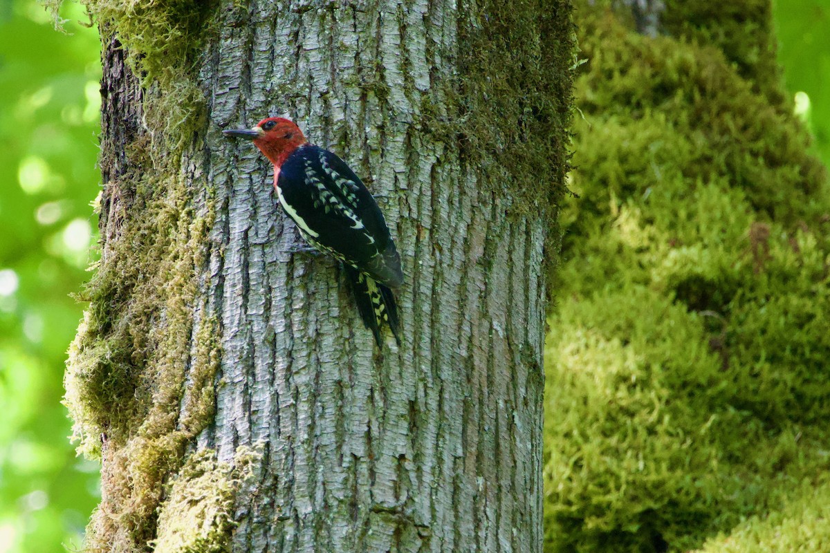 Red-breasted Sapsucker - ML587731381