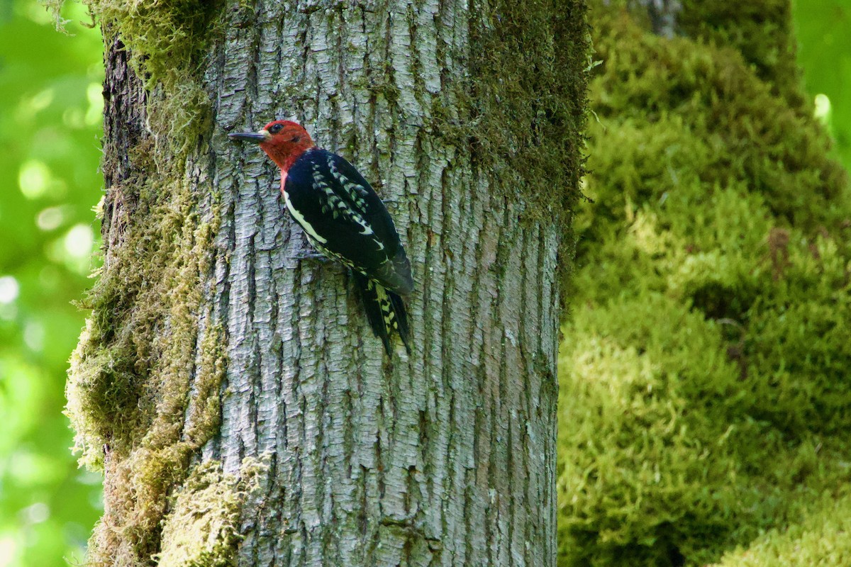 Pic à poitrine rouge - ML587731381