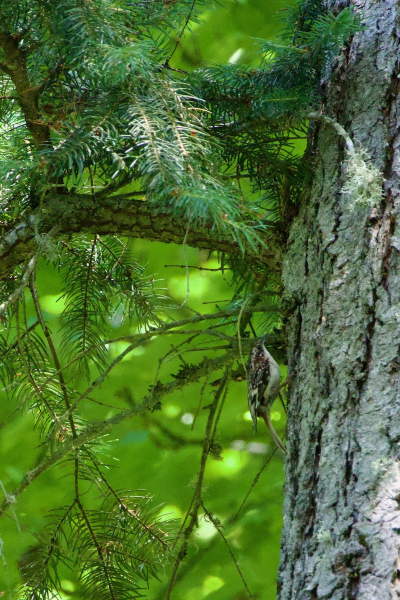 Brown Creeper - ML587731411