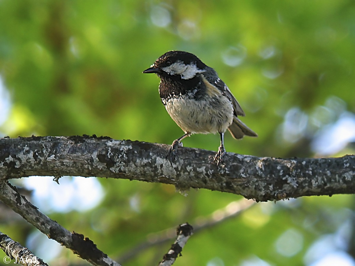 Coal Tit - ML587731721