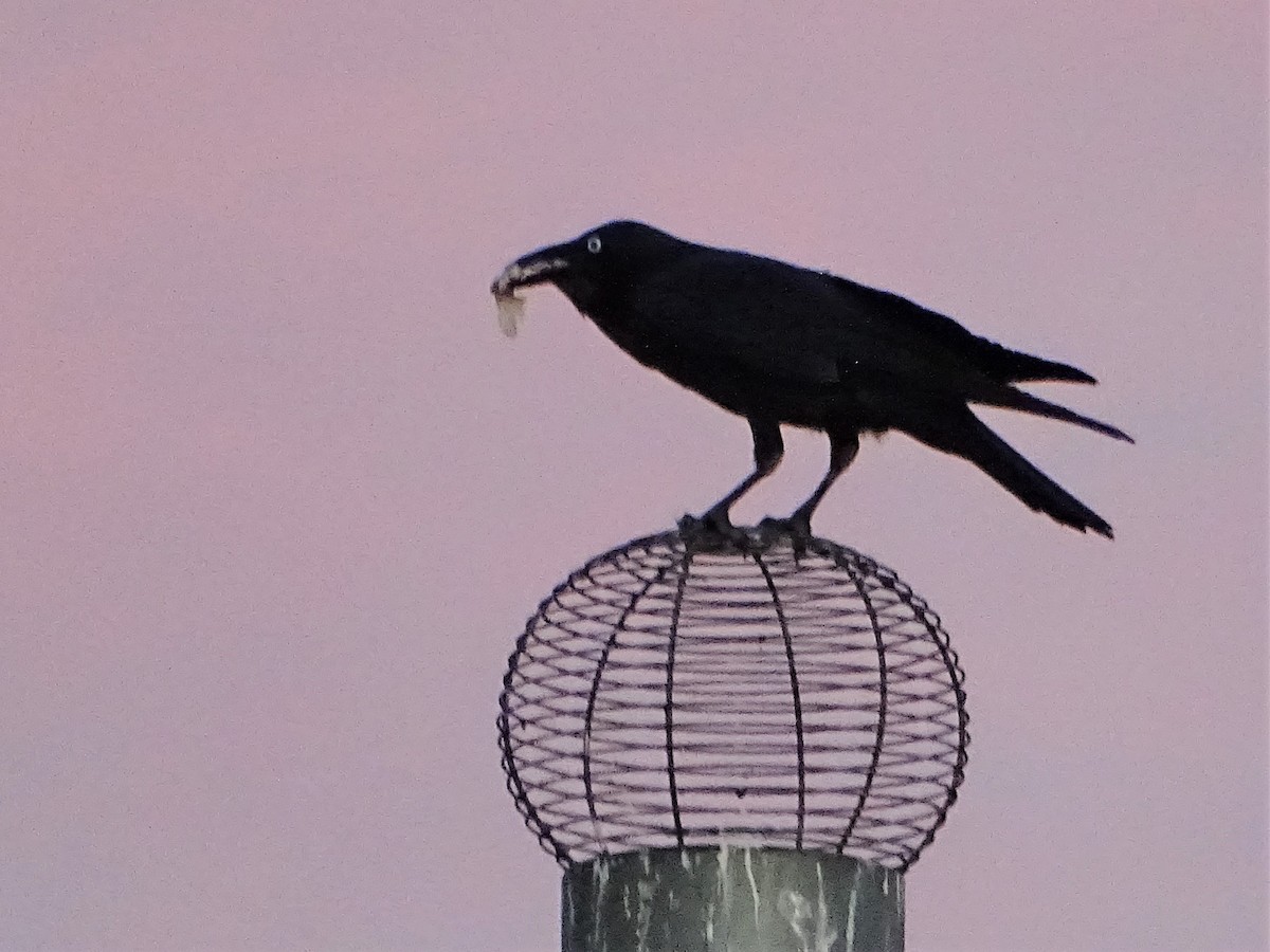 Australian Raven - ML587732171