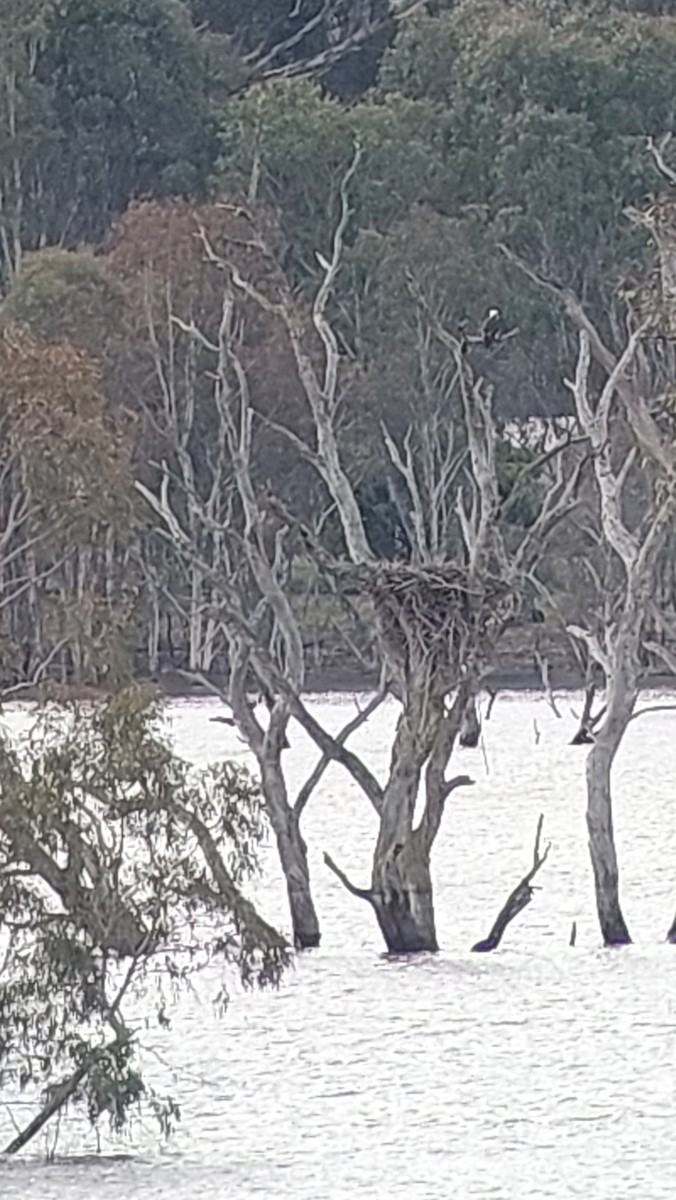 Загасч явлаг - ML587733661