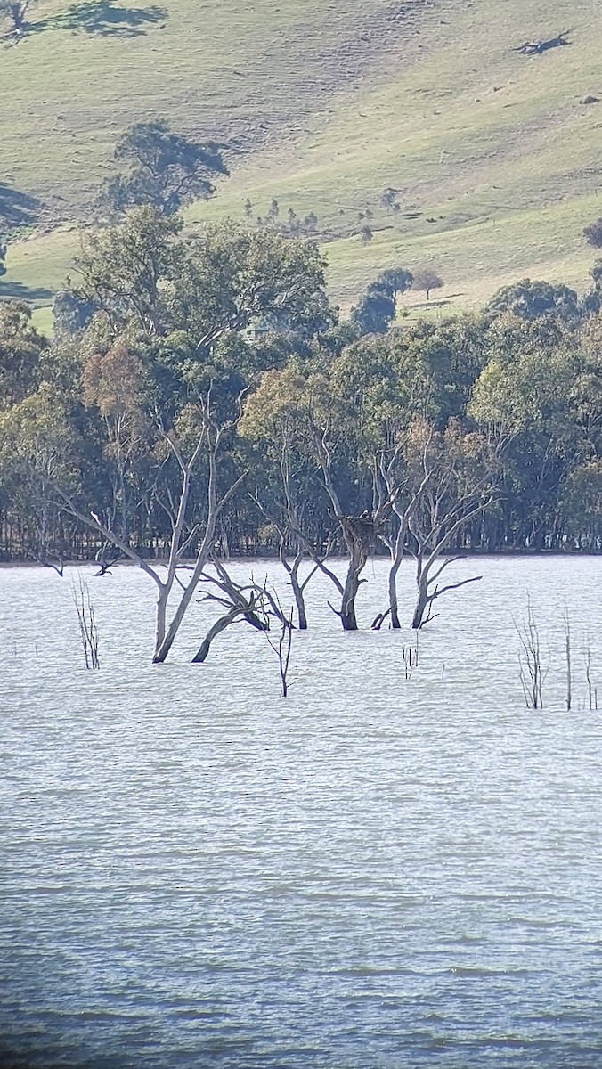 Загасч явлаг - ML587733671