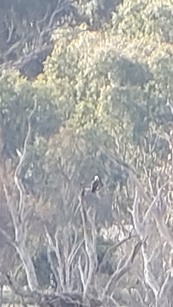 Загасч явлаг - ML587733691