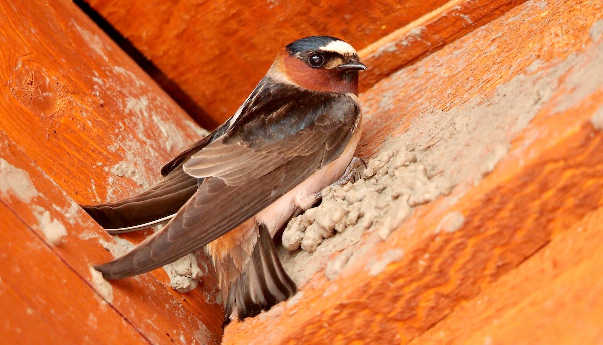 Cliff Swallow (pyrrhonota Group) - ML587733861