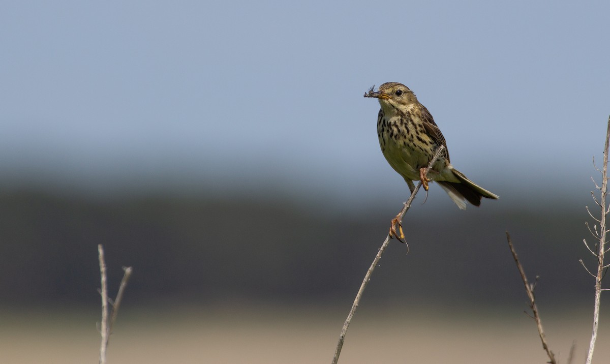 Meadow Pipit - ML587734101