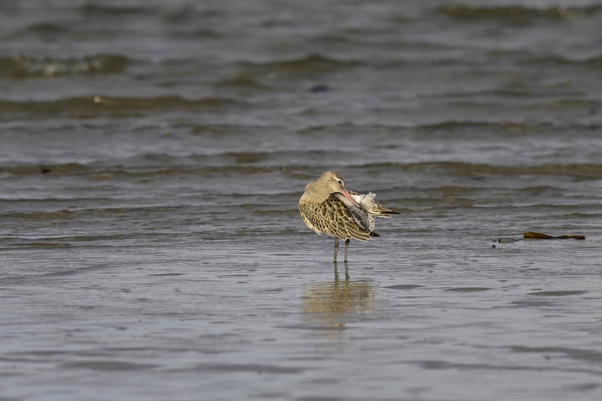 Bar-tailed Godwit - ML587736861