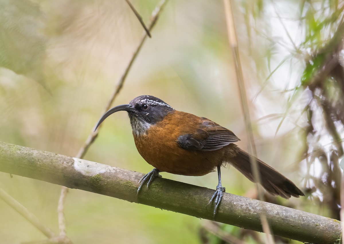 Slender-billed Scimitar-Babbler - ML587738431