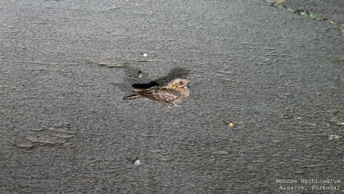 Red-necked Nightjar - ML587739141