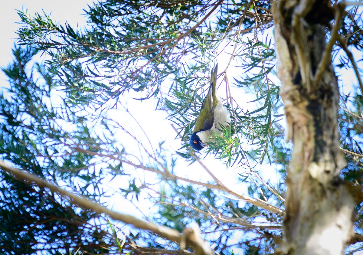 White-naped Honeyeater - Shane Francis