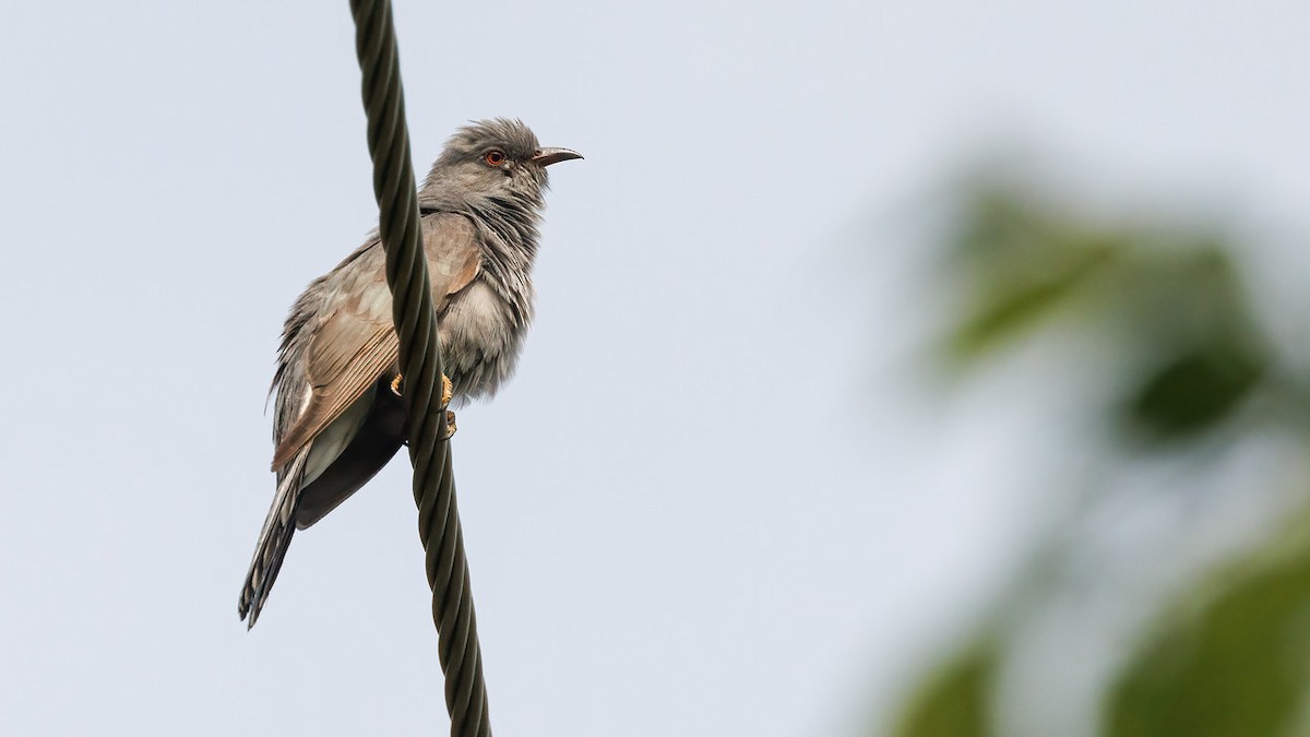 Gray-bellied Cuckoo - ML587743311