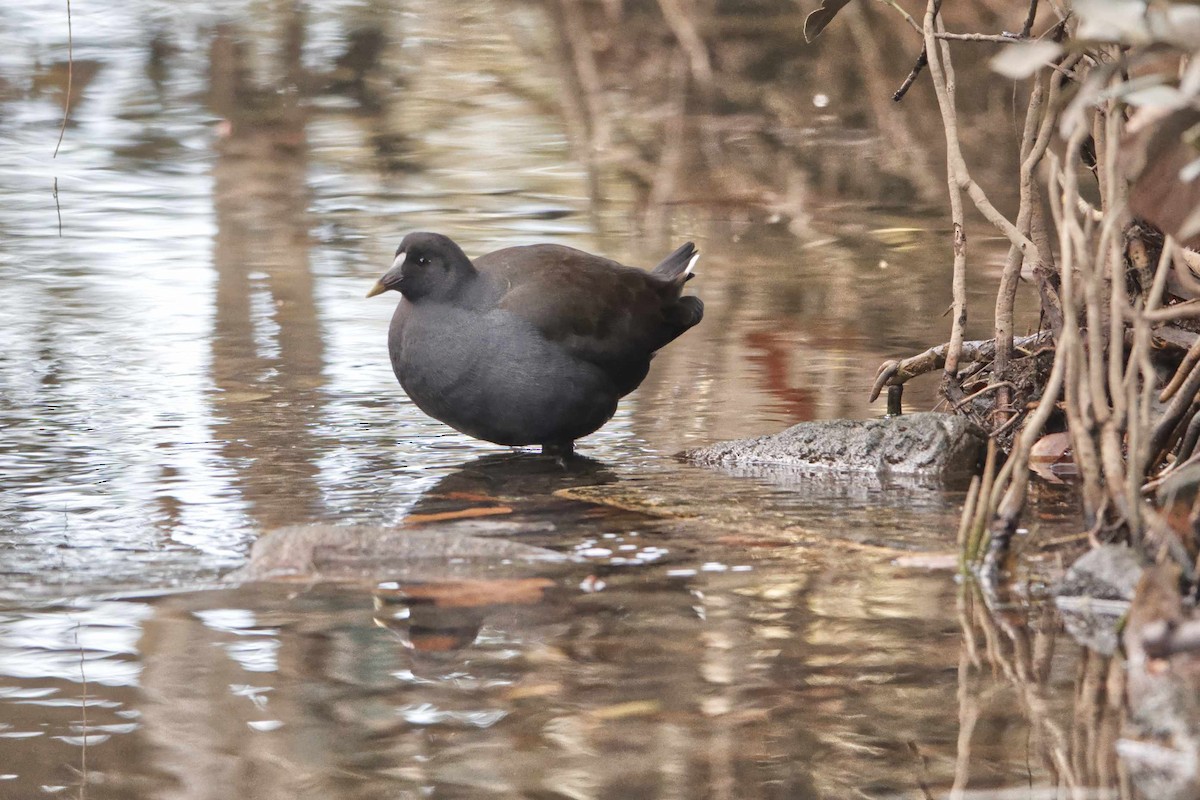 Dusky Moorhen - ML587744361