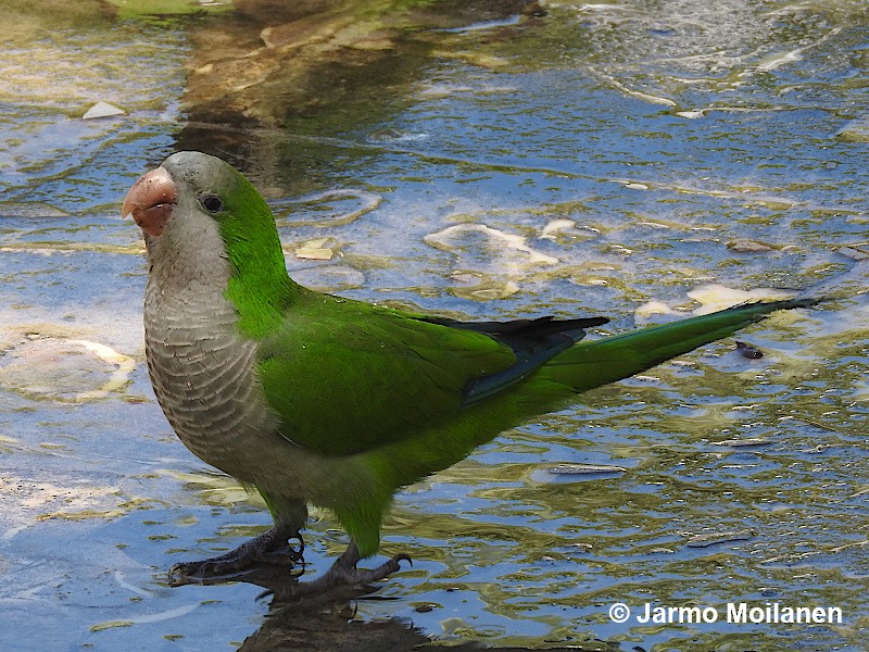 Monk Parakeet - ML587744431