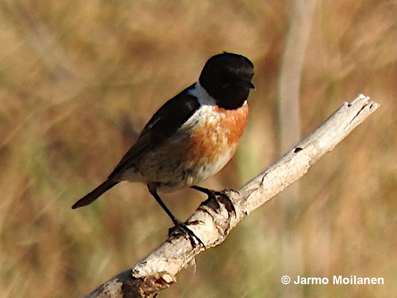 European Stonechat - ML587745131