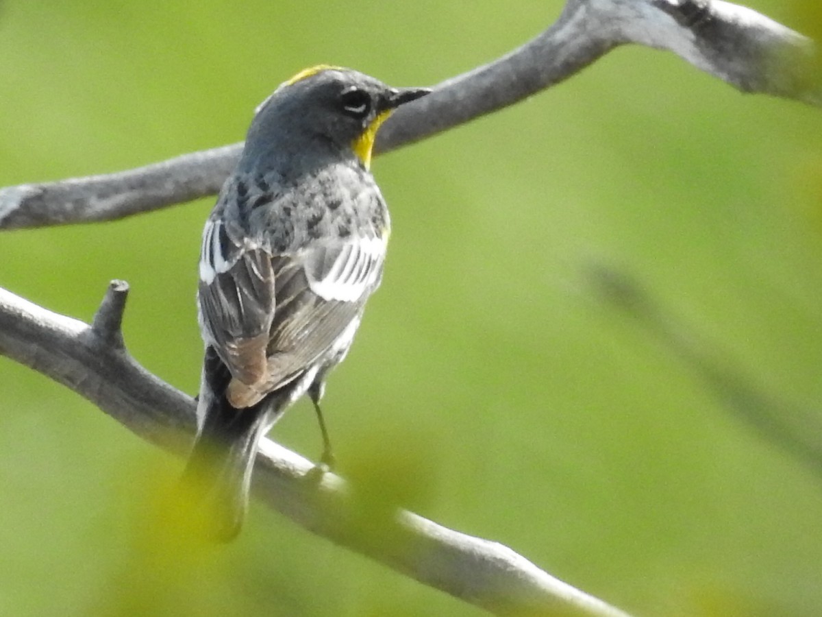 Yellow-rumped Warbler - ML58774561