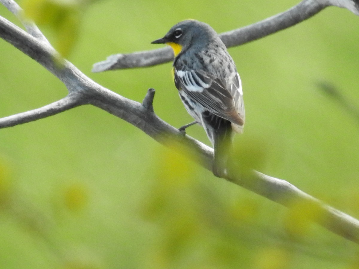Yellow-rumped Warbler - ML58774581